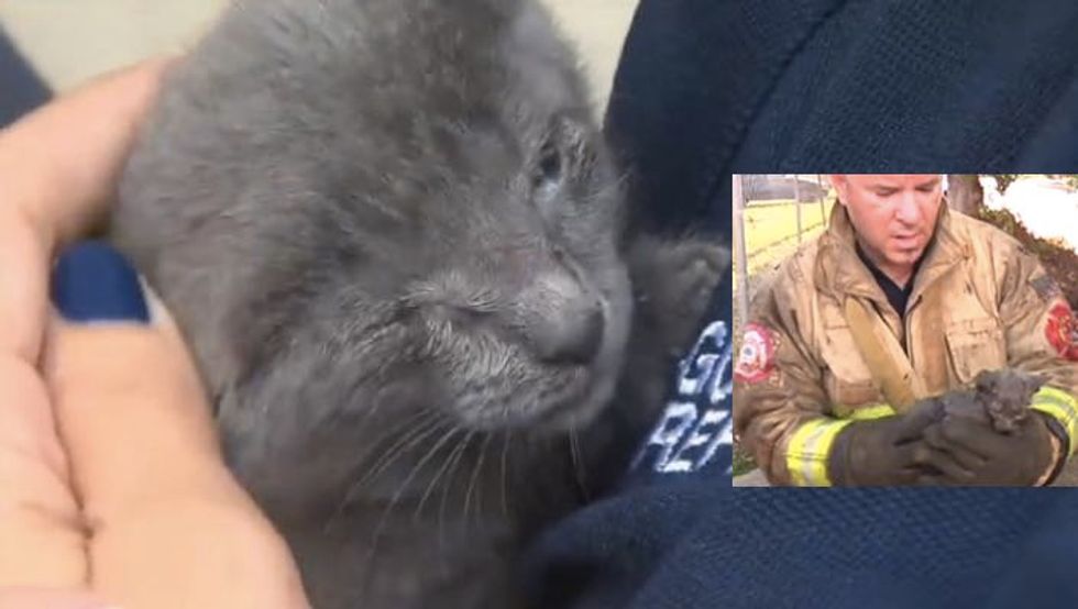 Kitten Floating in Sea of Filth is Saved by Heroic Firefighters