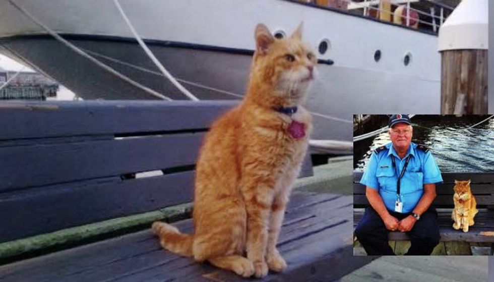He's Been a Ship's Mouser Cat for 15 Years Since They Found Him as a Stray