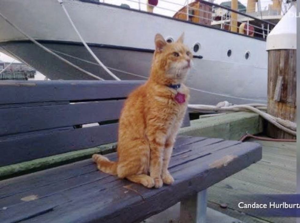 He's Been a Ship's Mouser Cat for 15 Years Since They Found Him as a