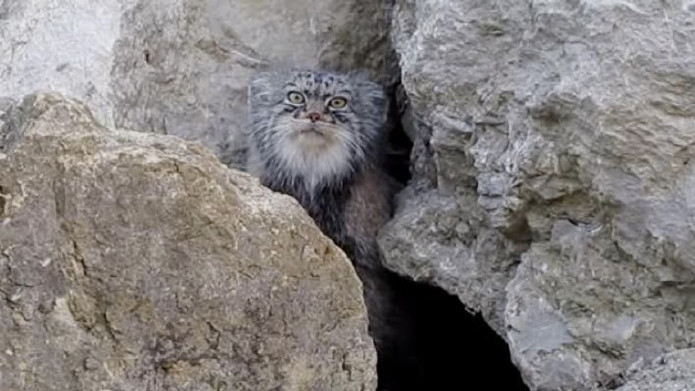 Pallas Cat Discovers Camera Outside Its Den and Decides to Check it Out