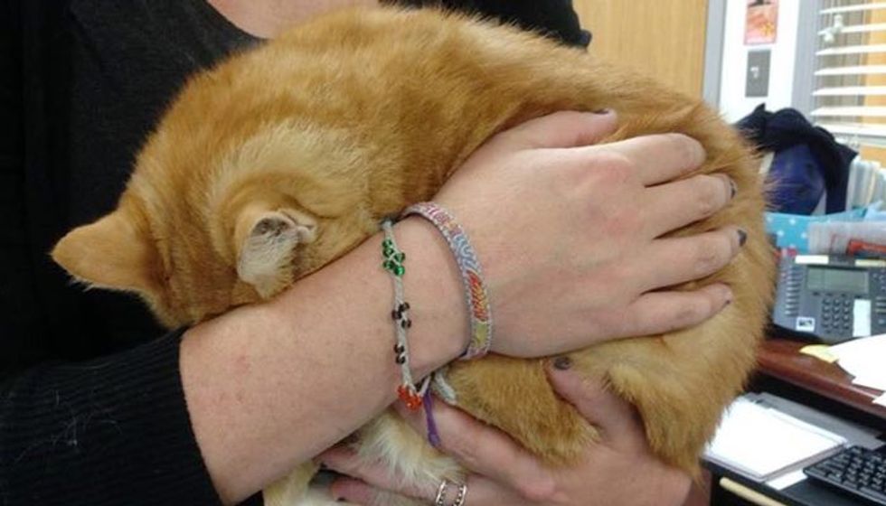 Shelter Cat So Scared She Hides Herself from Everyone But a Foster Home Changes Everything