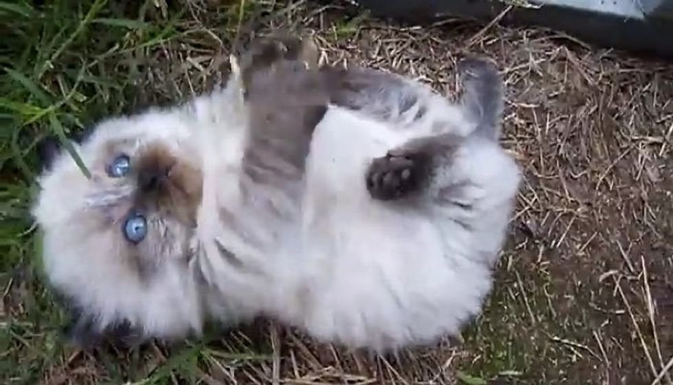 Fluffy Fur Ball Rolling on His Back Showing off that Round Belly!