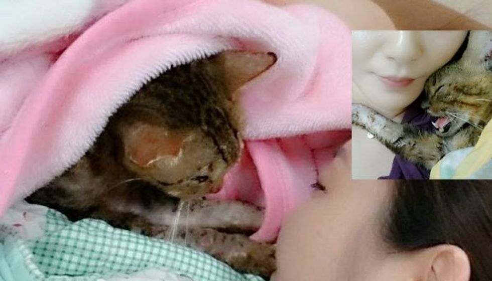 Couple Refused to Give Up on Injured Cat While Everyone Else Decided to Ignore