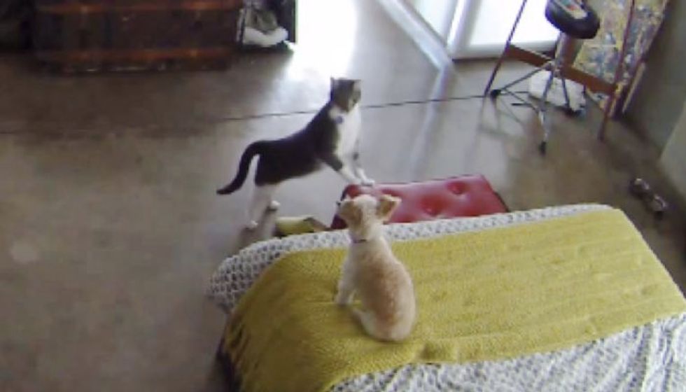 Cat Teaches Barking Pup to Settle Down Better than Most Humans
