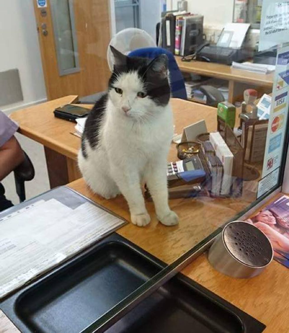 missing-cat-finds-his-way-home-on-a-train-even-got-off-at-the-right