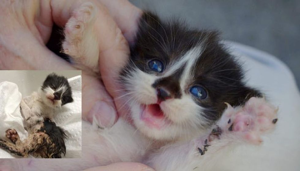 Kitten Found Covered in Glue, Now Covered in Love
