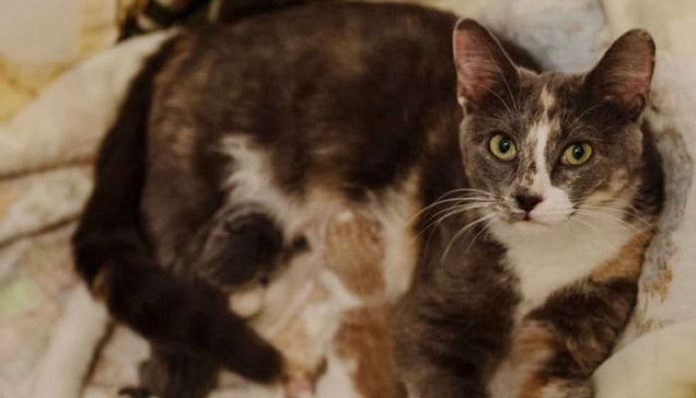 Stray Cat Followed Family Home. Next Morning She Brought them a Surprise