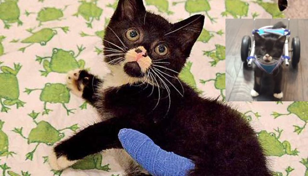 Bipawd Kitten Spent His First 9 Weeks Living in Forest, Never Gave Up!