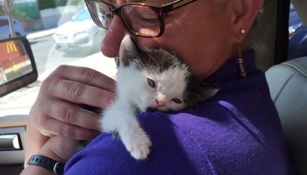 Woman Rescues Kitten Born Special While Others Decided to Give Up (with Updates)