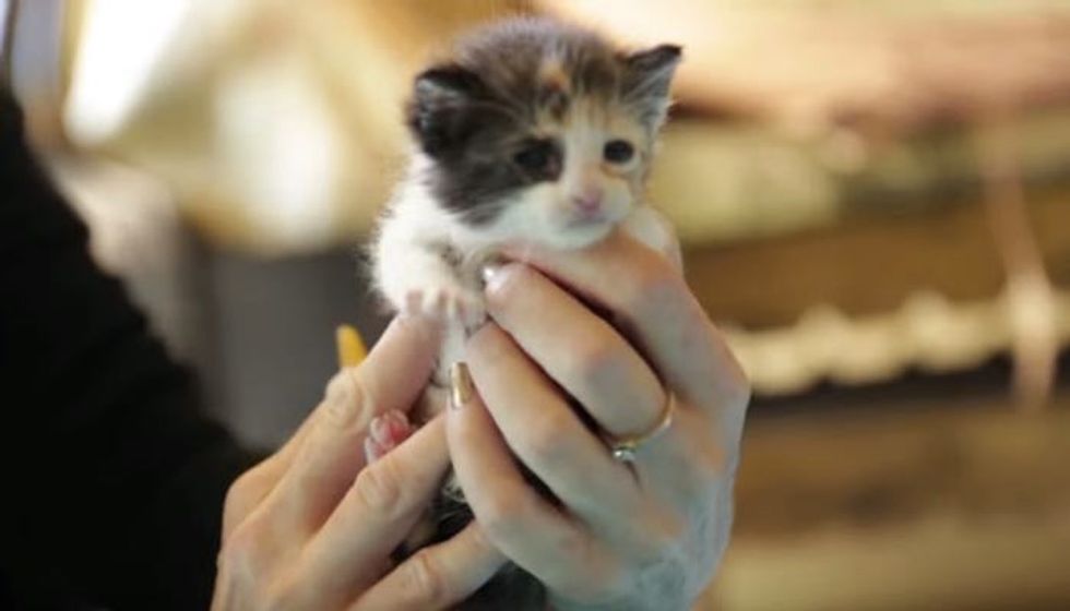 Little Calico Baby Learning to Eat at Foster Home for the First Time