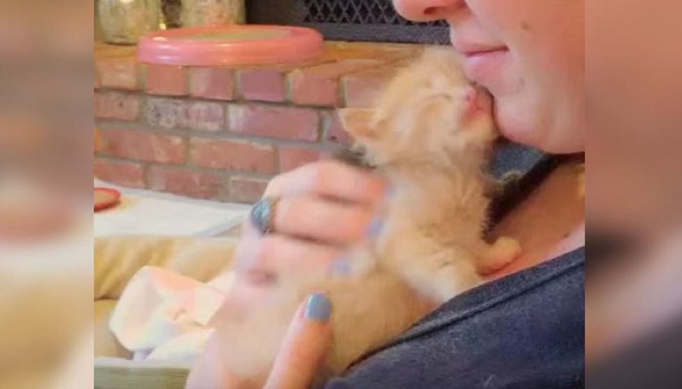 Kitten Nuzzles Human with His Soft Warm Face. She Can't Resist!