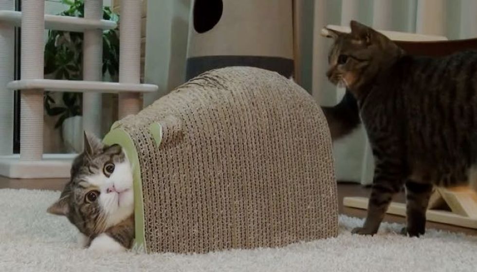 Maru Defending His Fort Mouse