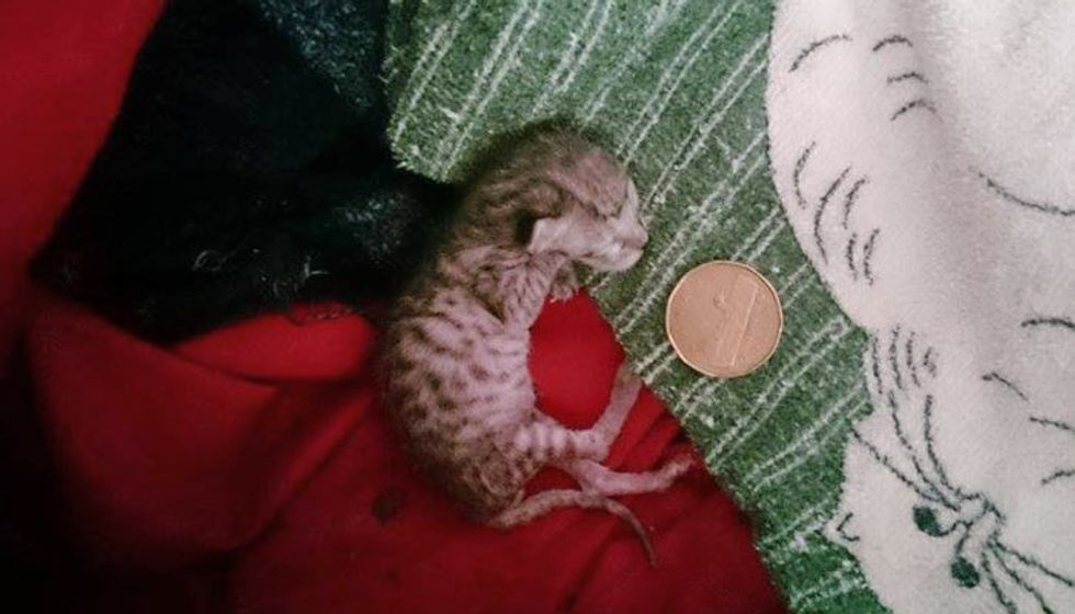 Couple Never Gave Up on 40 Gram Rescue Kitten Even Told She Wouldn't Survive (with Updates)