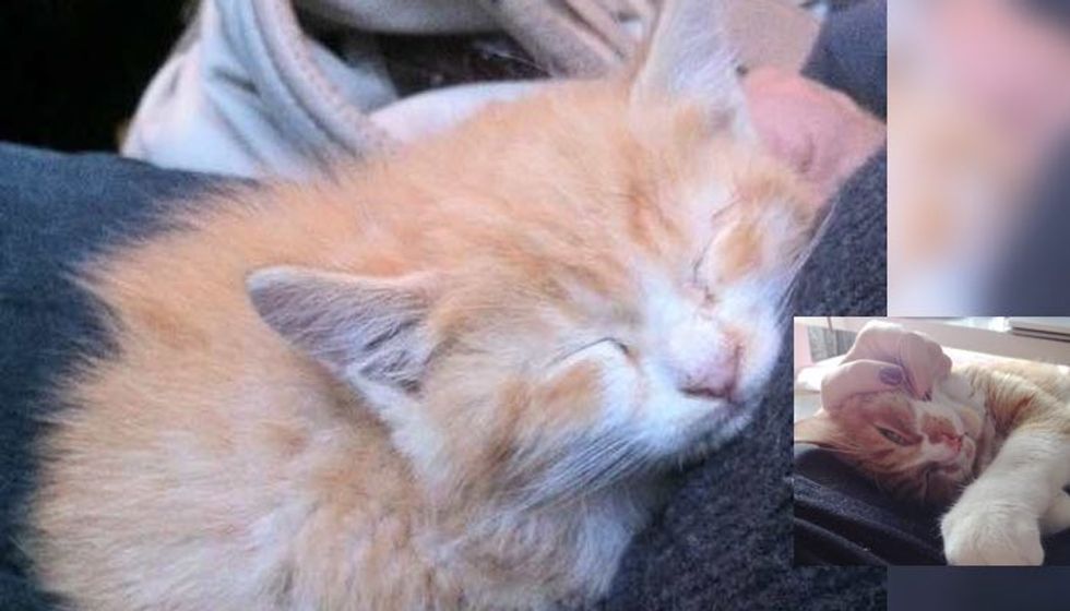 Stray Kitten Rescued from Rain Couldn't Stop Thanking His Forever Human