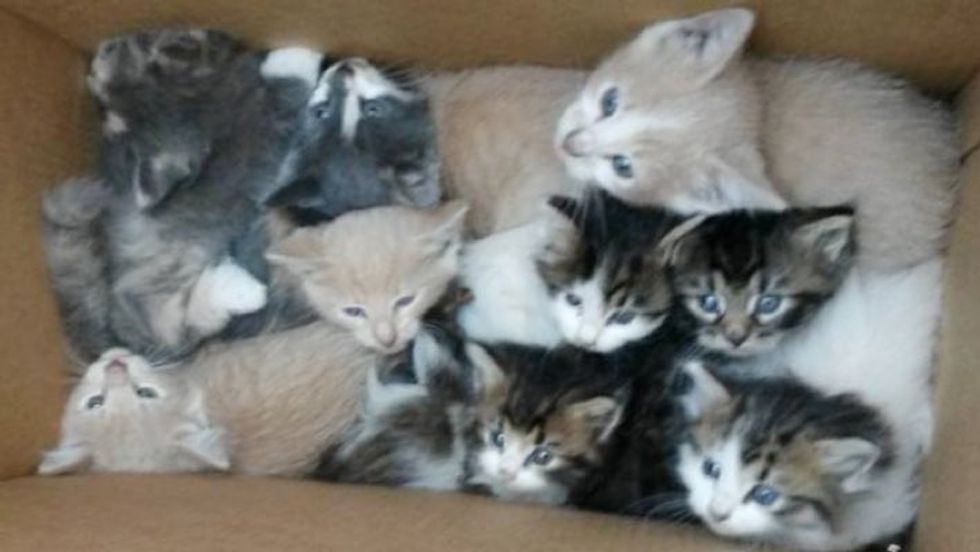Two Stray Cat Mothers Get Help from Hikers for Their 9 Babies in the Woods