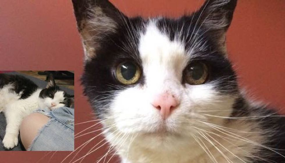 13 Year Old Rescue Cat Facing Uncertain Future Until She Met Someone She'd Been Waiting for