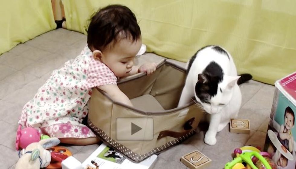 Kitty Trains Her Little Human to Use a Box
