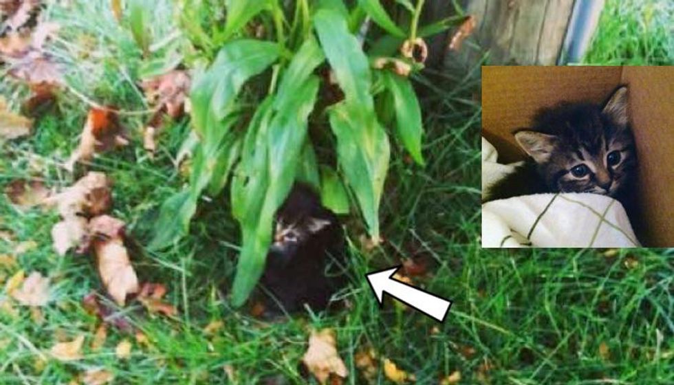Shivering Kitten Crying from Bushes, Now Has Really Turned Around