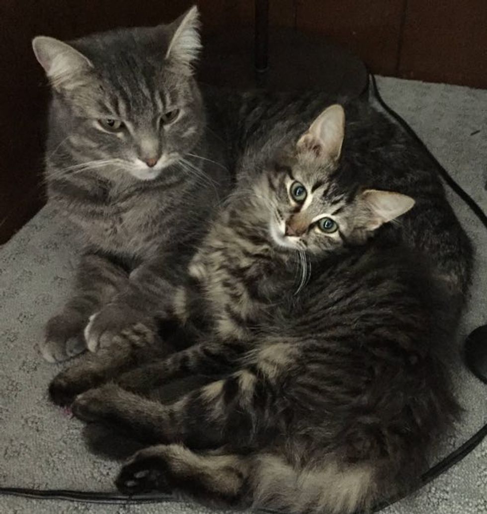 Shivering Kitten Crying from Bushes, Now Has Really Turned Around