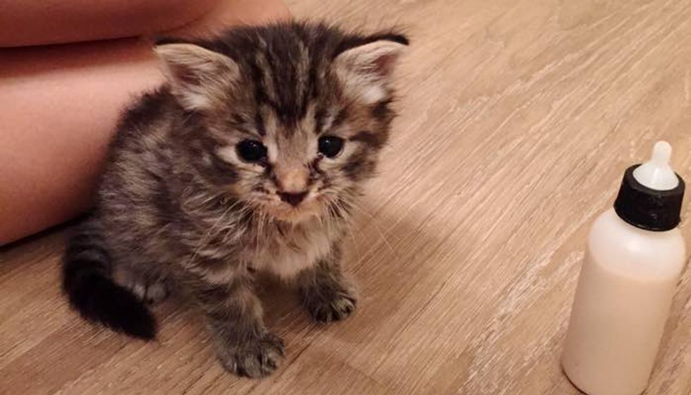 Young Man Found a Kitten by Trash Bin and Decided He Would Be Her New Dad