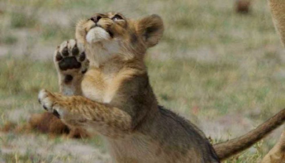 Grandcubs of Cecil the Lion Bring New Hope