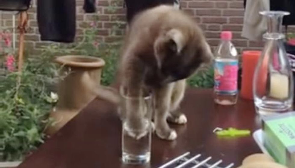 Kitty is Perplexed When Water Suddenly Disappears!