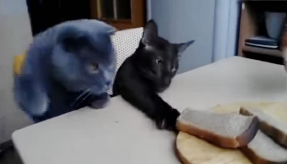 Two Cats Conspiring a Plot to Steal Their Human's Bread