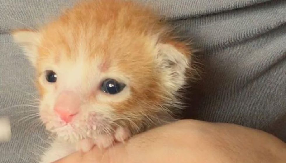 Kitten Found on Roadside Makes Incredible Transformation!