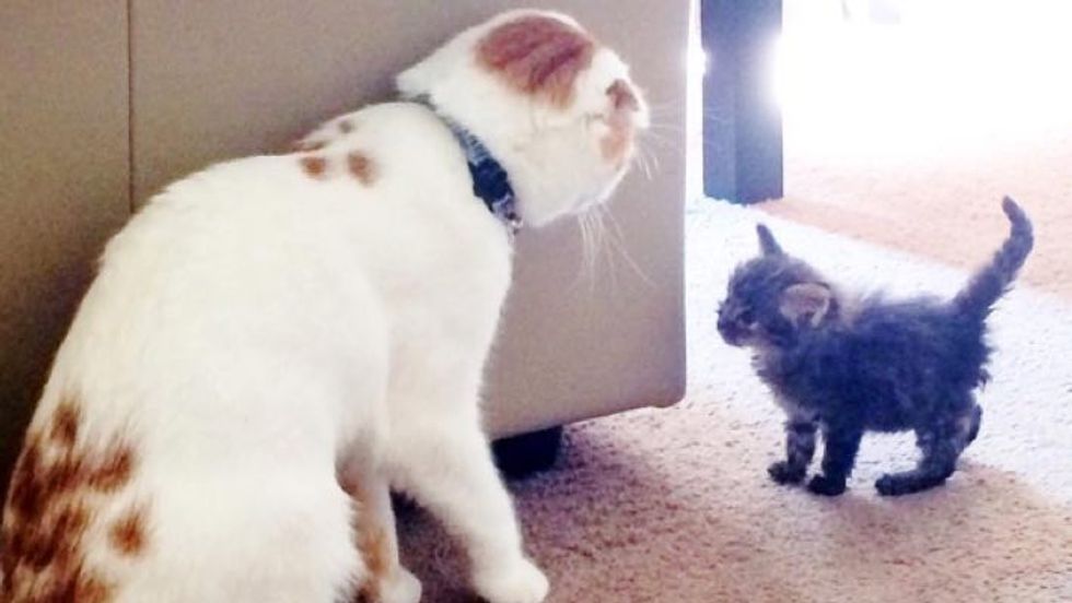 Scottish Fold Cat Takes in Scrappy Rescue Kitten and Becomes Her Foster Dad