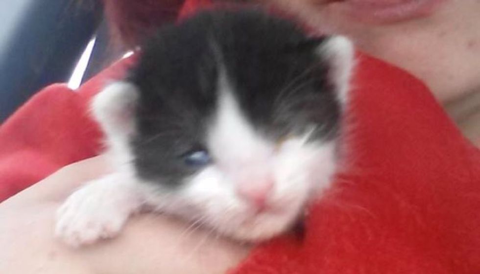 Woman who Can't Have Children Finds Kitten who Needs a Mom