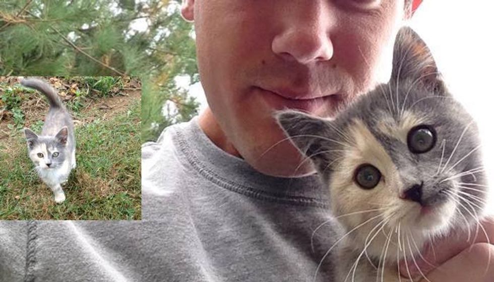 Man Captures Moments of Him Being Chosen by Calico Stray He Met in Cornfield...