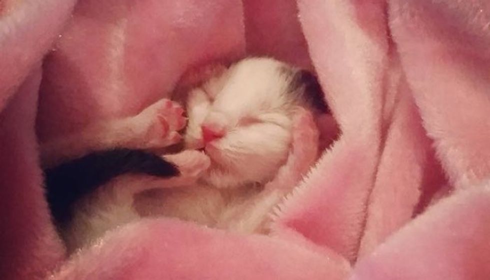 Groomer was Given a 2-day-old Kitten. She Raised Him Like Her Own