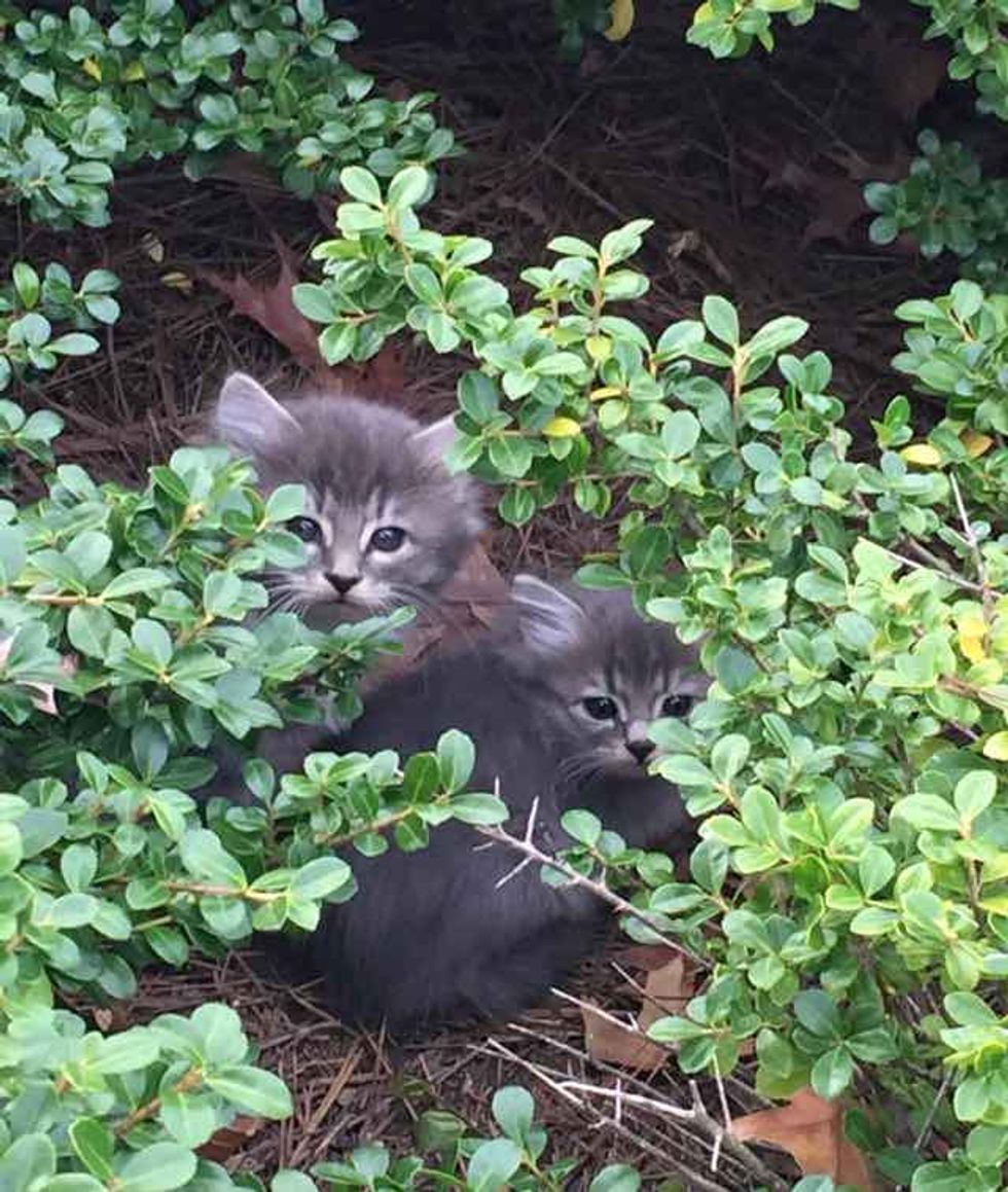 They Spent Hours Upon Hours to Save Kittens in Bushes - Love Meow