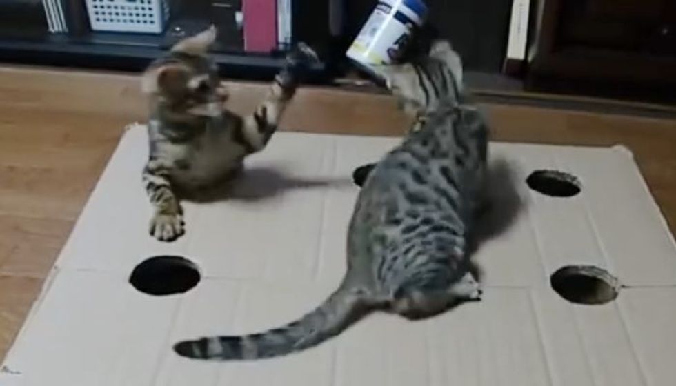 Two Kitties Having a Blast with Holey Box! I Can Watch this All Day!