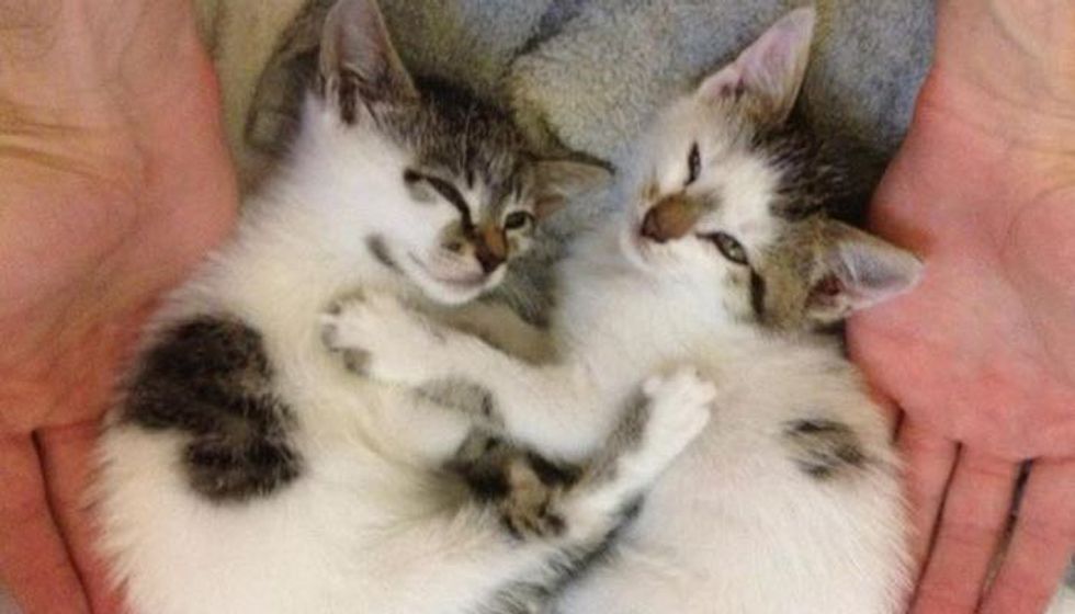 Highway Kittens Wrapped in Blanket Saved by Kindness