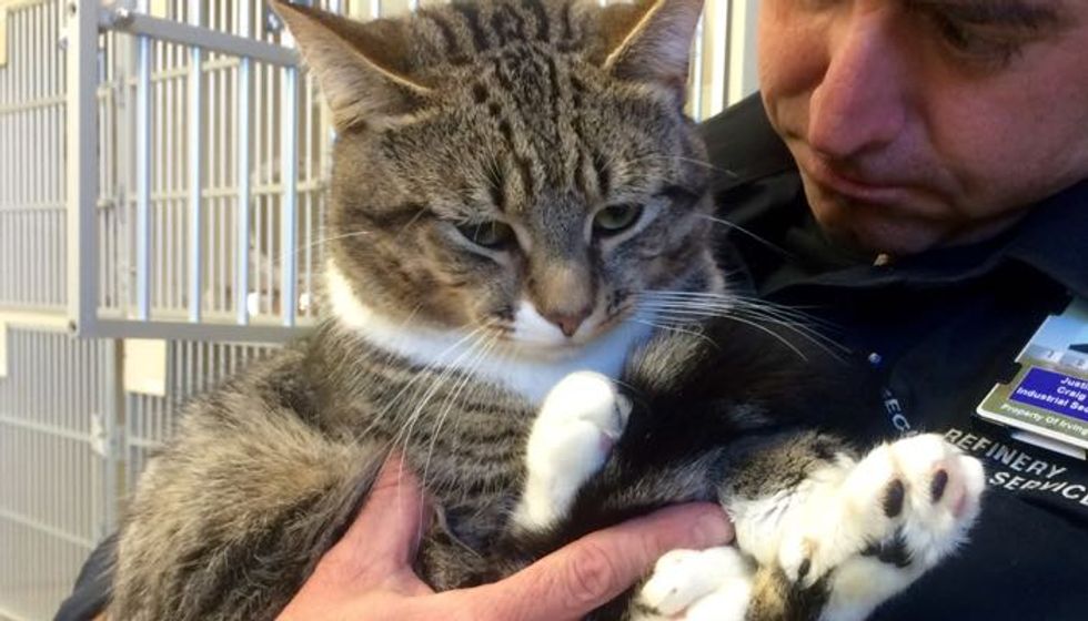 Shelter Cat with Giant Mittens Changes a Man's Life