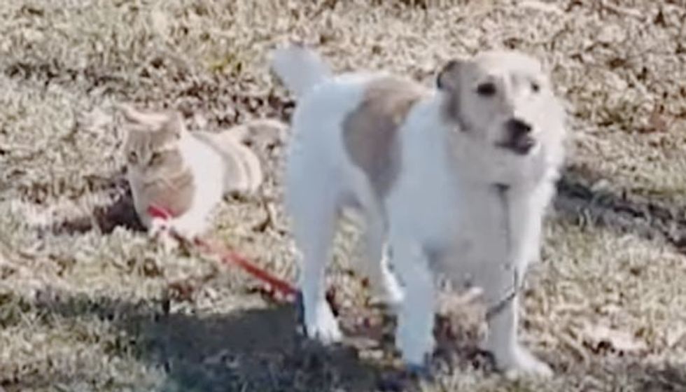 Cool Cat Holds Dog's Leash and Refuses to Let Go