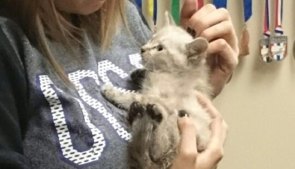 Kitten Stuck in Car Saved Not Just Once, But Twice!