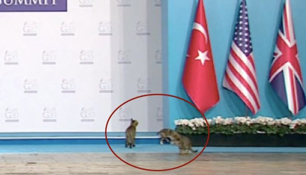 Three Cats Crash Stage at G-20 Summit in Turkey. Caught on Camera!