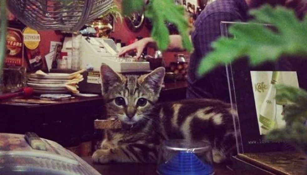 15 Cats Have Made Traditional Pub Their Home