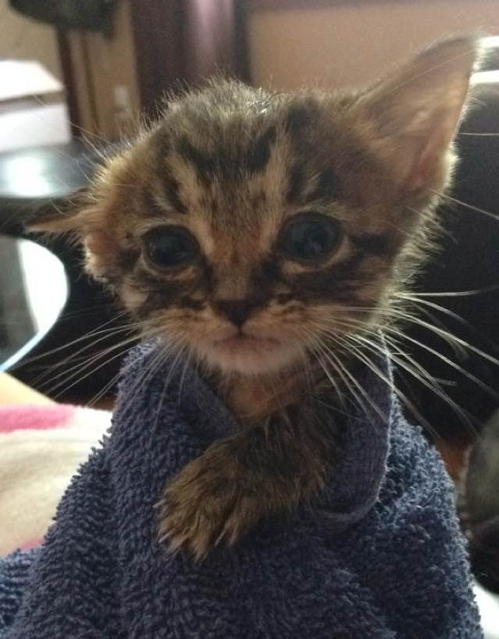 What a Loving Home Can Do for a Little Tabby - Love Meow