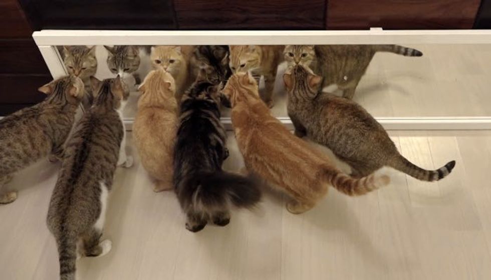 10 Cats but None React the Same Way to Their Own Reflection
