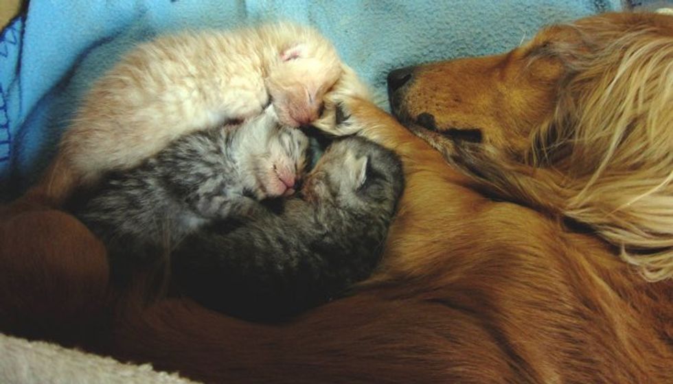 Blind Dog Gives Orphaned Kittens Love of a Mother