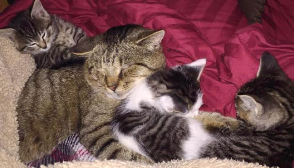 Stray Tabby Cat Becomes Papa to Three Rescue Kittens