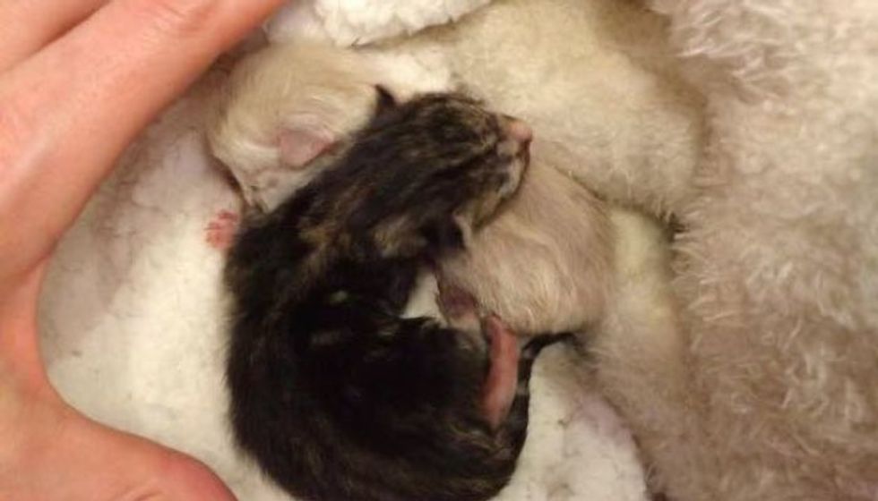 Newborn Kittens Saved from Death Row Waited for Their Forever Humans. Now a Year Later..