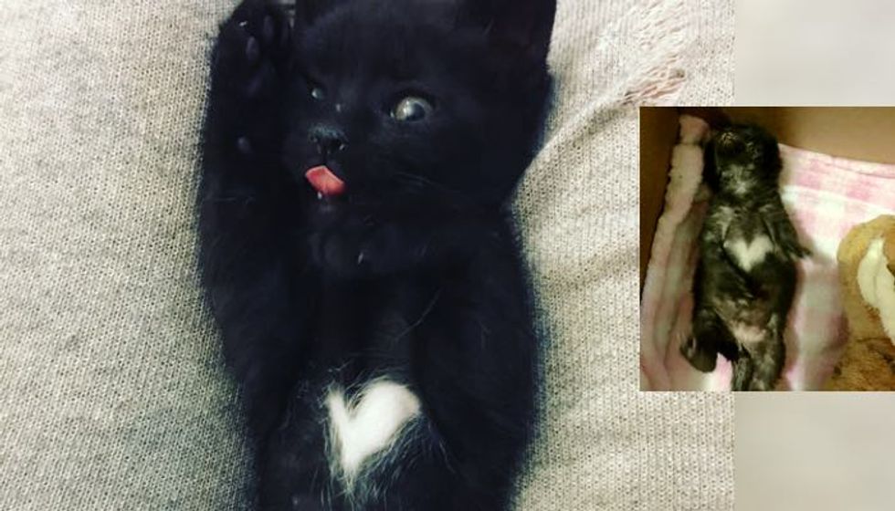 Man Saves Kitten with a Heart on Her Belly, Meowing for Love