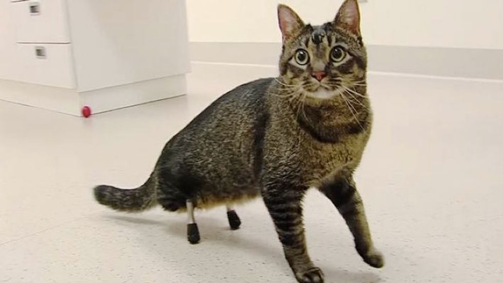 Cat Walks for the First Time Thanks to Pair of New Legs