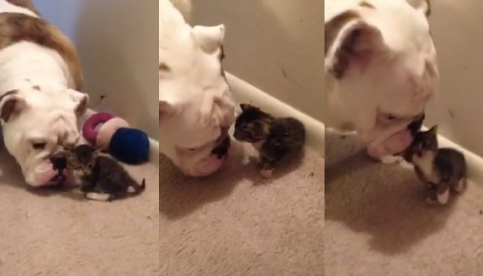 Kitten Meets Bulldog for the First Time. It is Love at First Sight!