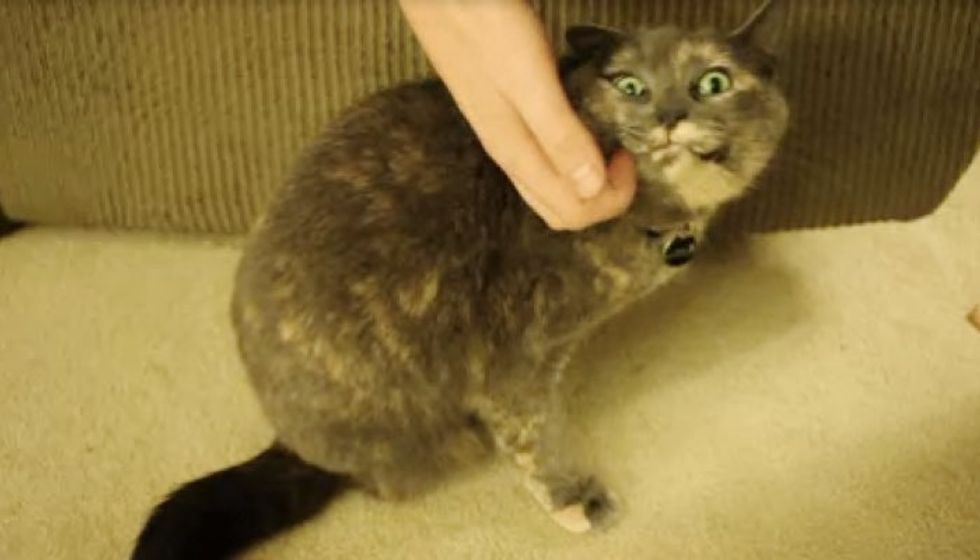 3-legged Cat Appreciates When Her Human Scratches the Spot She Can't Reach
