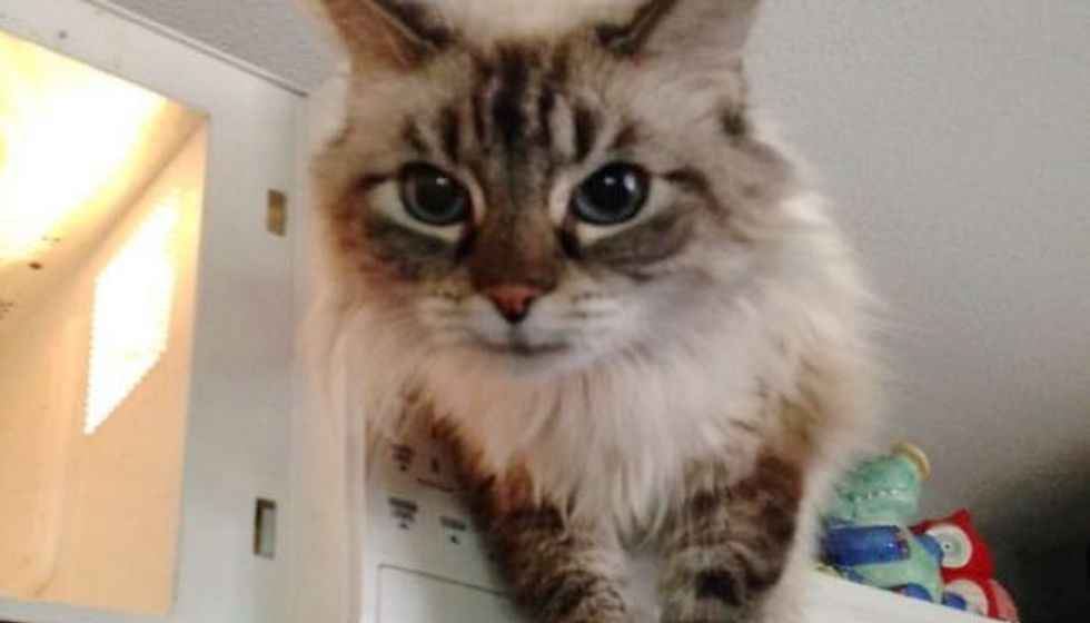 Shelter Cat Saved from Death Row Now Guards His Microwave while Waiting for His Forever Humans